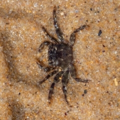 Unverified Crab at Murrah, NSW - 26 Oct 2019 by jacquivt