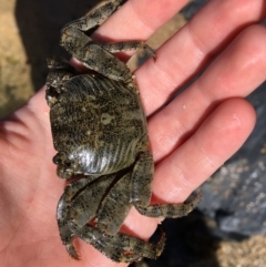 Leptograpsus variegatus at Murrah, NSW - 26 Oct 2019 by jacquivt