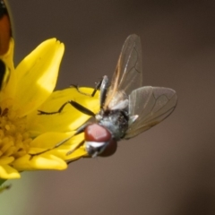 Phasia sp. (genus) (Tachinid fly) at Murrah, NSW - 26 Oct 2019 by jacquivt