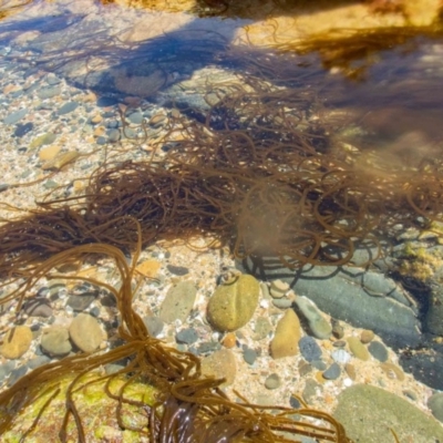 Unidentified Marine Alga & Seaweed at Murrah, NSW - 26 Oct 2019 by jacquivt