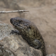 Egernia cunninghami (Cunningham's Skink) at Nicholls, ACT - 27 Oct 2019 by dannymccreadie