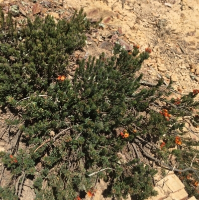 Pultenaea subspicata (Low Bush-pea) at Delegate, NSW - 27 Oct 2019 by BlackFlat