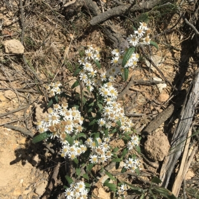 Olearia lirata (Snowy Daisybush) at Craigie, NSW - 27 Oct 2019 by BlackFlat