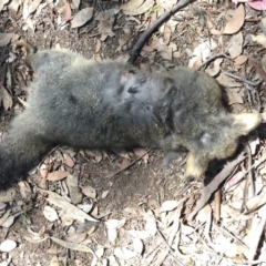 Trichosurus vulpecula (Common Brushtail Possum) at Deakin, ACT - 27 Oct 2019 by KL