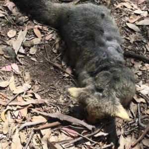 Trichosurus vulpecula at Deakin, ACT - 27 Oct 2019