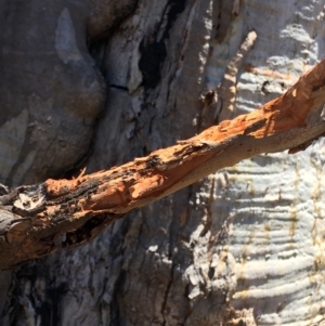 Callocephalon fimbriatum at Deakin, ACT - suppressed