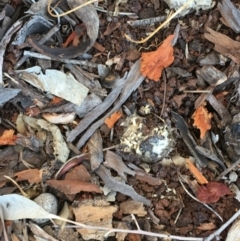 Callocephalon fimbriatum at Deakin, ACT - suppressed