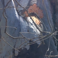 Callocephalon fimbriatum at Deakin, ACT - suppressed