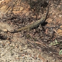 Pogona barbata (Eastern Bearded Dragon) at Bungendore, NSW - 27 Oct 2019 by yellowboxwoodland