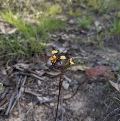 Diuris pardina (Leopard Doubletail) at Brindabella, NSW - 27 Oct 2019 by MattM