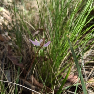 Caladenia carnea (Pink Fingers) at Brindabella, NSW - 27 Oct 2019 by MattM