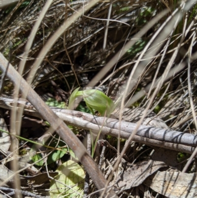 Pterostylis nutans (Nodding Greenhood) at Brindabella, NSW - 27 Oct 2019 by MattM