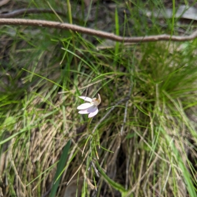 Caladenia carnea (Pink Fingers) at Brindabella, NSW - 27 Oct 2019 by MattM