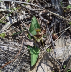 Chiloglottis valida (Large Bird Orchid) at Brindabella, NSW - 27 Oct 2019 by MattM