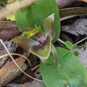 Chiloglottis valida at Brindabella, NSW - suppressed