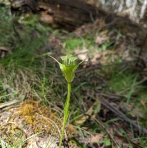 Pterostylis alpina at Brindabella, NSW - suppressed