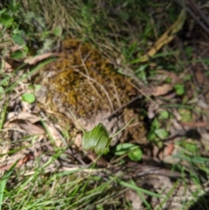 Pterostylis alpina at Brindabella, NSW - suppressed