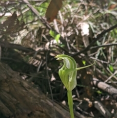 Pterostylis alpina (Mountain Greenhood) at Brindabella, NSW - 27 Oct 2019 by MattM