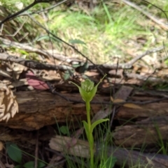 Pterostylis alpina at Brindabella, NSW - suppressed