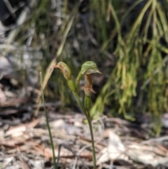 Oligochaetochilus aciculiformis (Needle-point rustyhood) at Uriarra, NSW - 27 Oct 2019 by MattM