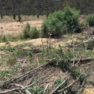 Indigofera australis subsp. australis at Craigie, NSW - 27 Oct 2019 12:07 PM