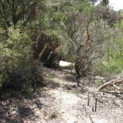 Podargus strigoides at Hackett, ACT - 27 Oct 2019 11:58 AM