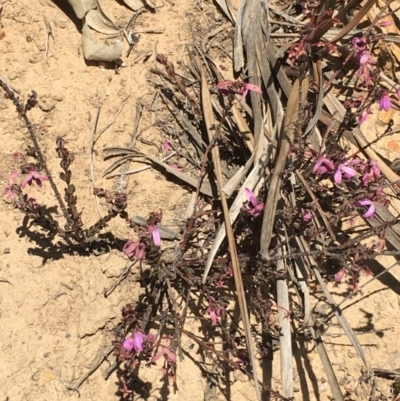 Tetratheca ciliata (Pink Bells, Black-Eyed Susan) at Craigie, NSW - 27 Oct 2019 by BlackFlat