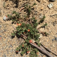 Lysimachia arvensis (Scarlet Pimpernel) at Craigie, NSW - 27 Oct 2019 by BlackFlat