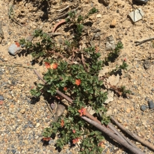 Lysimachia arvensis at Craigie, NSW - 27 Oct 2019 12:12 PM