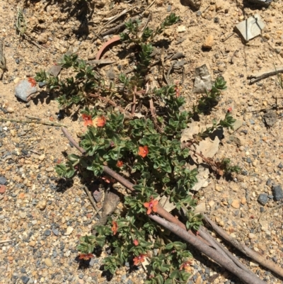 Lysimachia arvensis (Scarlet Pimpernel) at Craigie, NSW - 27 Oct 2019 by BlackFlat