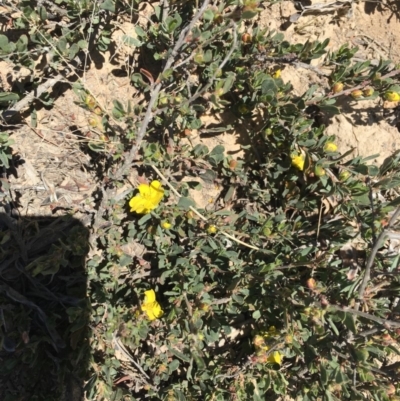 Hibbertia obtusifolia (Grey Guinea-flower) at Craigie, NSW - 27 Oct 2019 by BlackFlat