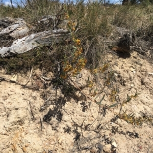 Daviesia mimosoides at Craigie, NSW - 27 Oct 2019 12:08 PM