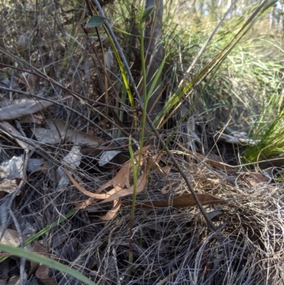 Calochilus sp. (A Beard Orchid) at Uriarra, NSW - 27 Oct 2019 by MattM