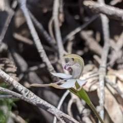 Caladenia moschata (Musky Caps) at Uriarra, NSW - 27 Oct 2019 by MattM