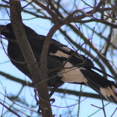 Strepera graculina (Pied Currawong) at Hughes, ACT - 22 Oct 2019 by kieranh