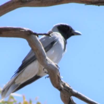 Coracina novaehollandiae (Black-faced Cuckooshrike) at Hughes, ACT - 22 Oct 2019 by kieranh