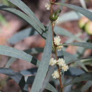 Acacia sp. at Budawang, NSW - 26 Oct 2019 03:26 PM