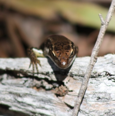 Eulamprus heatwolei (Yellow-bellied Water Skink) at Budawang, NSW - 27 Oct 2019 by LisaH