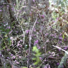 Tetratheca thymifolia at Budawang, NSW - 27 Oct 2019
