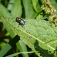 Chrysomya sp. (genus) at Latham, ACT - 27 Oct 2019 10:57 AM