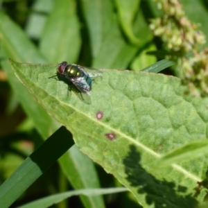 Chrysomya sp. (genus) at Latham, ACT - 27 Oct 2019