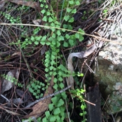 Asplenium flabellifolium (Necklace Fern) at Mount Majura - 29 Mar 2014 by AaronClausen