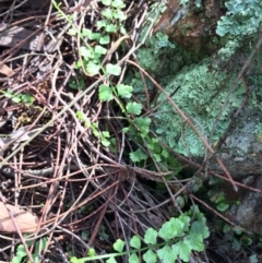 Asplenium flabellifolium at Canberra Central, ACT - 29 Mar 2014 12:35 PM