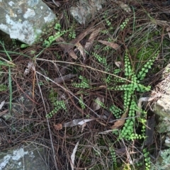 Asplenium flabellifolium at Canberra Central, ACT - 29 Mar 2014 12:35 PM