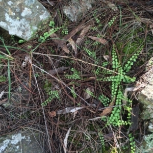 Asplenium flabellifolium at Canberra Central, ACT - 29 Mar 2014 12:35 PM