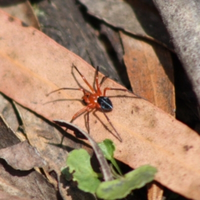 Nicodamidae (family) (Red and Black Spider) at Budawang, NSW - 27 Oct 2019 by LisaH