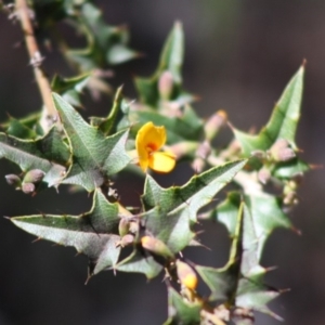 Podolobium ilicifolium at Budawang, NSW - 27 Oct 2019 02:17 PM