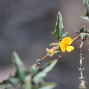 Podolobium ilicifolium at Budawang, NSW - 27 Oct 2019 02:17 PM