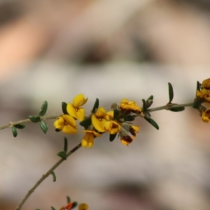 Aotus ericoides at Budawang, NSW - 27 Oct 2019