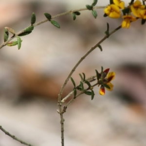 Aotus ericoides at Budawang, NSW - 27 Oct 2019